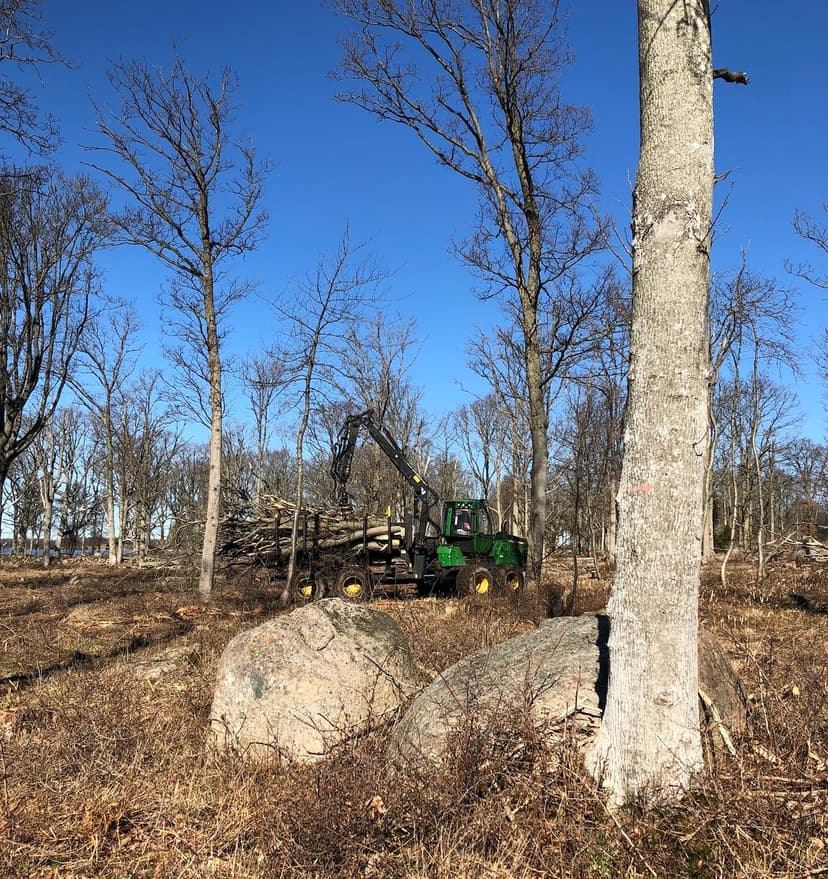 Skotaren kör ut fällda träd.