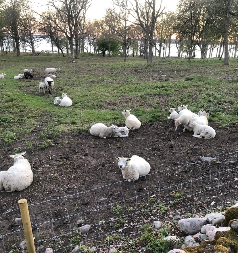 Fåren tar en paus i betandet.