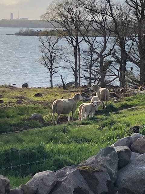 Nyanlända får inspekterar omgivningen.