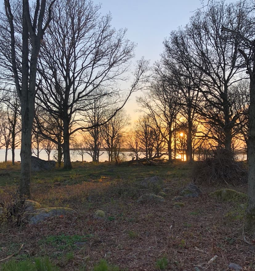 Tidig vår i betesmarken.